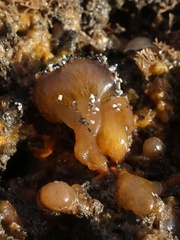 Aplidium punctum