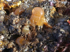 Aplidium punctum