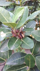 Polistes cavapytiformis