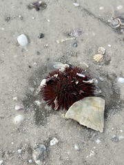 Lytechinus variegatus