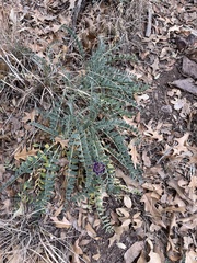 Astragalus mollissimus
