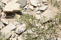 Amygdalus