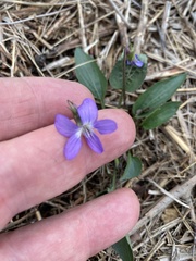 Viola sagittata