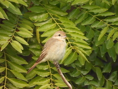 Lanius isabellinus