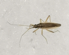 Stenodema holsata
