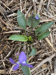 Viola sagittata