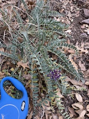 Astragalus mollissimus