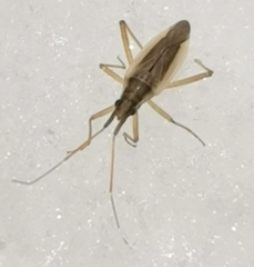 Stenodema holsata