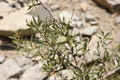 Amygdalus