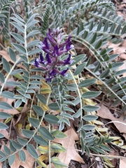 Astragalus mollissimus
