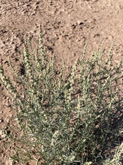 Oligomeris linifolia