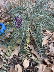 Astragalus mollissimus