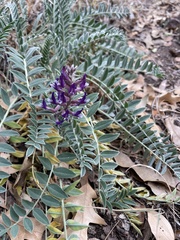 Astragalus mollissimus