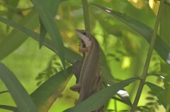Trachylepis