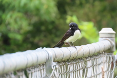 Rhipidura leucophrys leucophrys