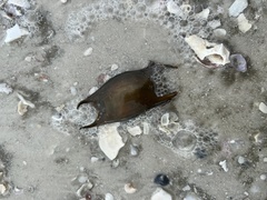 Rostroraja eglanteria