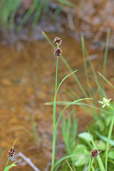 Juncus saximontanus