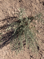 Oligomeris linifolia