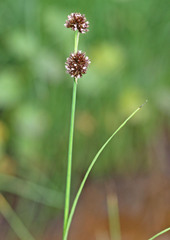 Juncus saximontanus