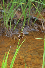 Juncus saximontanus