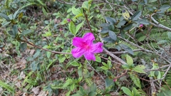 Rhododendron indicum