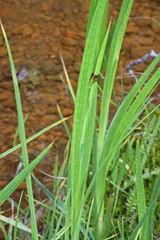 Juncus saximontanus