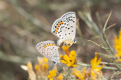 Icaricia lupini texanus