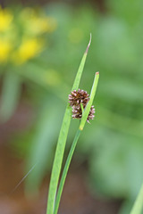 Juncus saximontanus