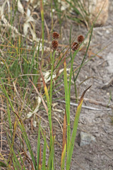 Juncus saximontanus