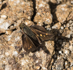 Lon melane vitellina