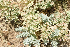 Euphorbia myrsinites