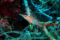 Oxycirrhites typus