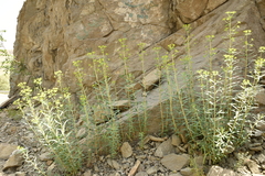 Euphorbia orientalis