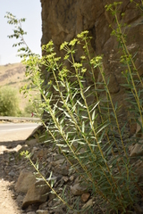 Euphorbia orientalis