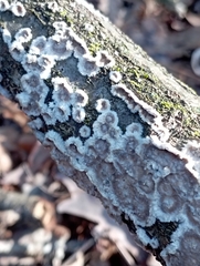Schizophyllaceae