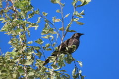 Anthochaera chrysoptera tasmanica