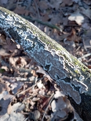 Schizophyllaceae