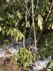 Rhododendron catawbiense