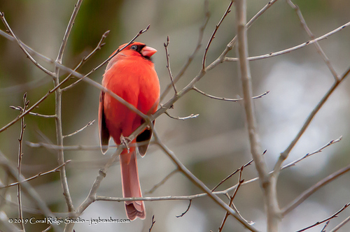 Northern Cardinal photographed in Tennessee