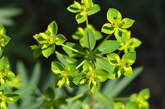 Euphorbia orientalis