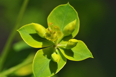 Euphorbia orientalis