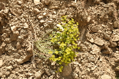 Euphorbia cheiradenia