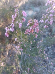 Erica australis