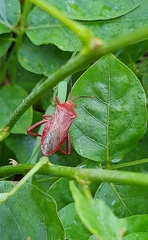 Athaumastus haematicus