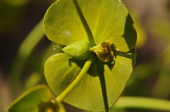 Euphorbia cheiradenia