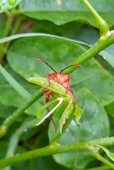 Athaumastus haematicus