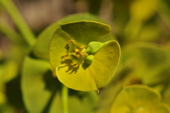 Euphorbia cheiradenia