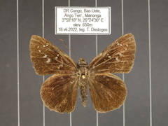 Caenides dacena