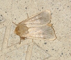 Leucania pseudargyria