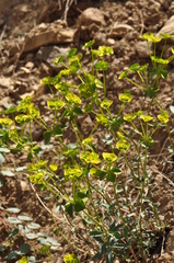 Euphorbia cheiradenia